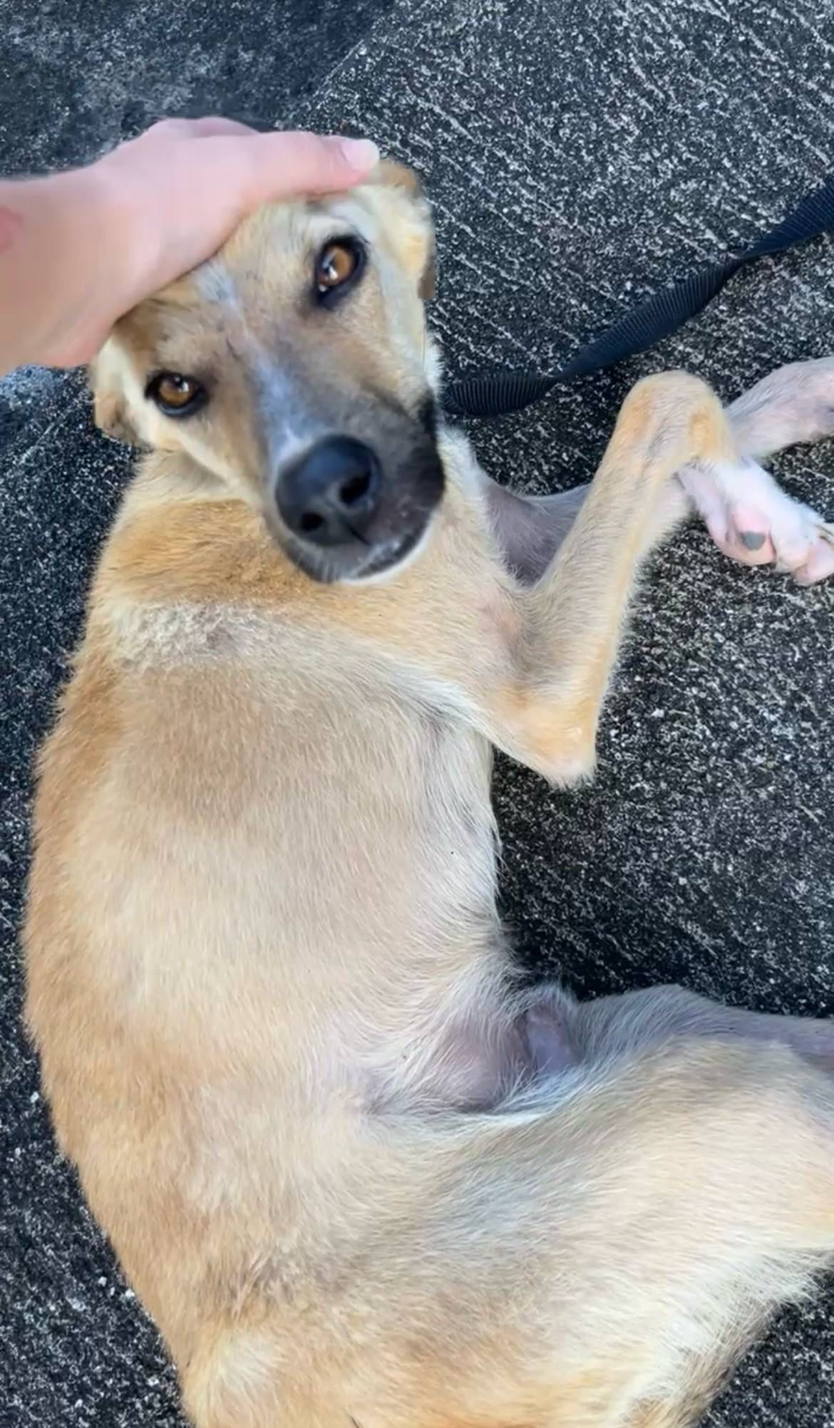 Hercule, placé en FA