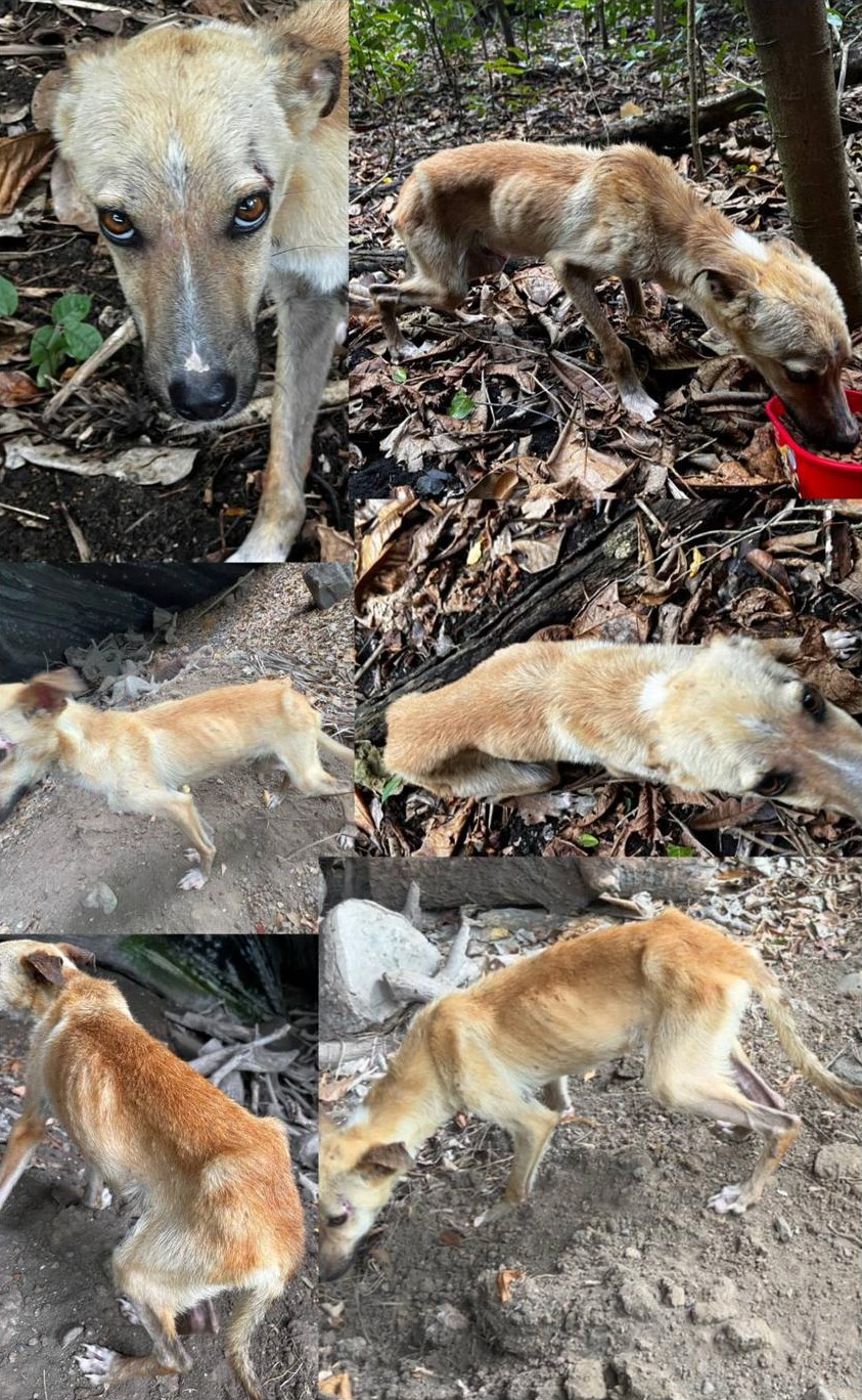 Hercule, le rescapé