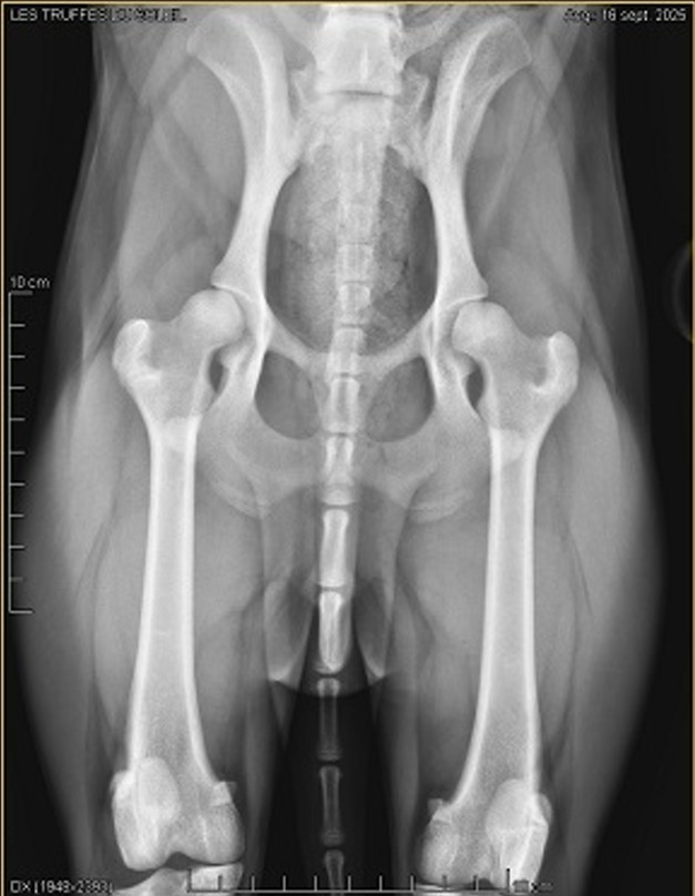 Hercule, consultation orthopédique